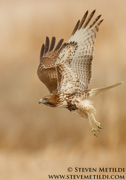 HAWKS, EAGLES, OSPREY